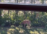 Deer in a backyard