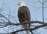 Bald Eagle perched in a tree on the Esplanade