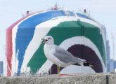 Seagull in front of the Dorchester gas tank