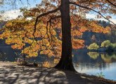 Tree on the banks of Jamaica Pond