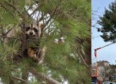 Raccoon in a tree in Roslindale that's about to be felled