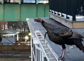 Turkey near an approach to the Tobin Bridge