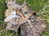 Owl trapped in a net