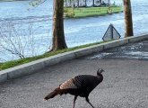 Turkey and a Duck Boat near Science Park