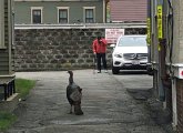 Turkey vs. man in Cambridge alley