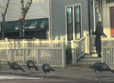 Turkeys at a Cambridge bus stop