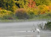 Egret on the Charles River