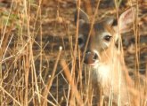 Young buck in the scrub at Millennium Park