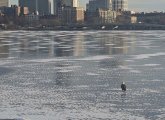 Eagle walking on the Charles River