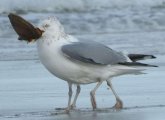 A gull with an apparent four legs eating a clam