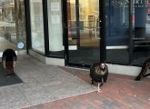 Mob of turkeys outside a Cambridge office building