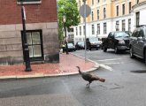 Turkey on Beacon Hill