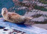 Seal in Fort Point Channel