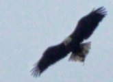 Eagle over Franklin Park