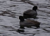 Coots at Jamaica pond