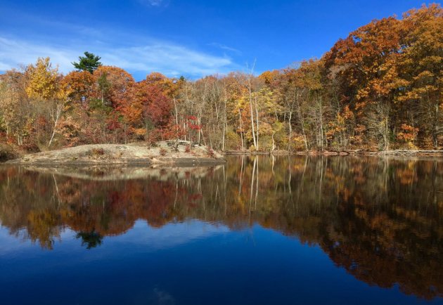 Pond in Allandale Woods