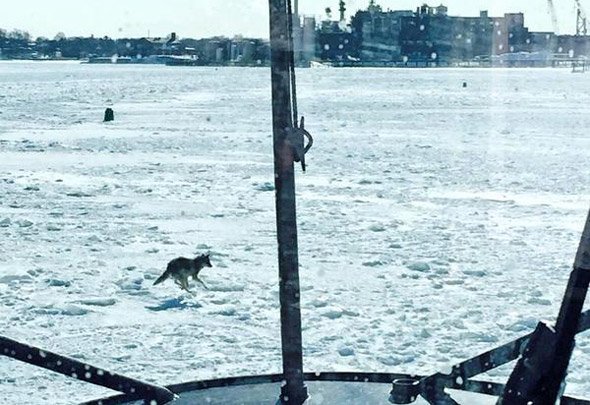 Coyote on ice off Quincy