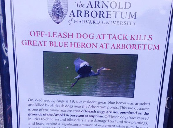 Flier posted at Arnold Arboretum about killer dog