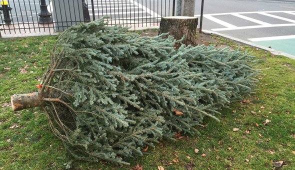 Pre Christmas Tree in the Back Bay