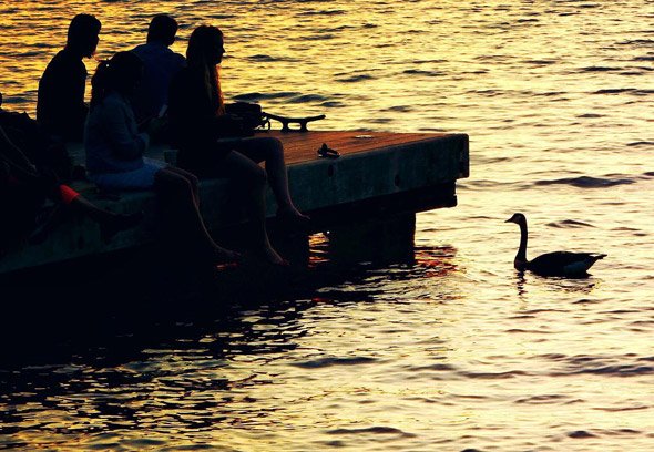 Goose by the Charles River Esplanade at sunset