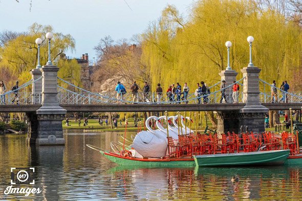 Swan Boats back in the Public Garden Lagoon in Boston