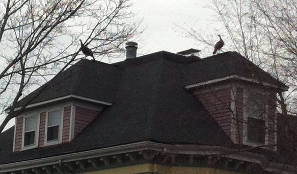 Two turkeys atop a house in Roslindale