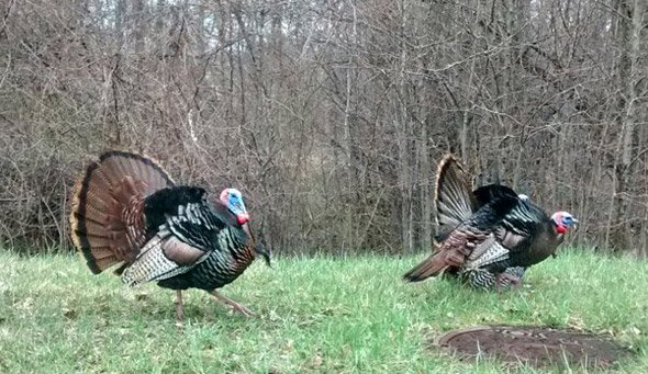 Turkeys in Bedford