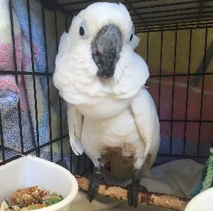 cockatoo throwing toys