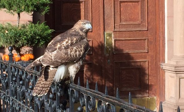 Hawk outside somebody's door in the Back Bay