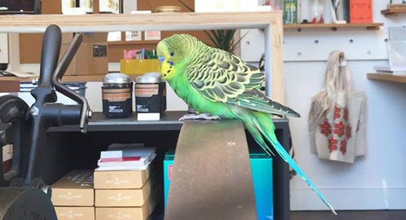 Parakeet found at the South Boston convention center