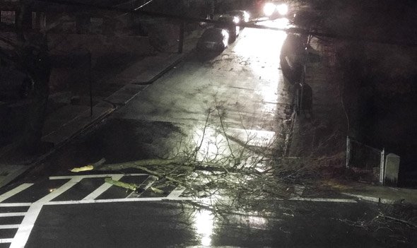 Downed tree limbs in Brighton