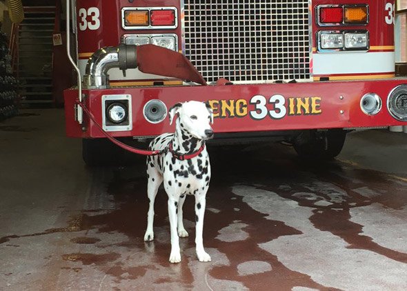 Dalmation at Engine 33 in the Back Bay