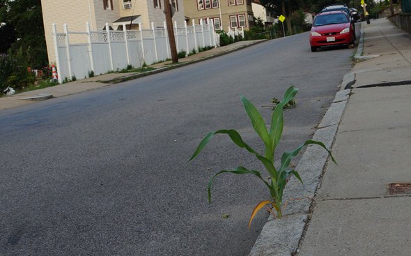 Corn growing out of a Roslindale sidewalk