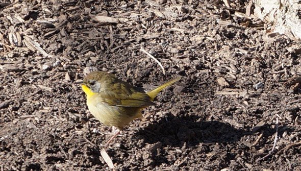 Round, yellowish bird on the Greenway