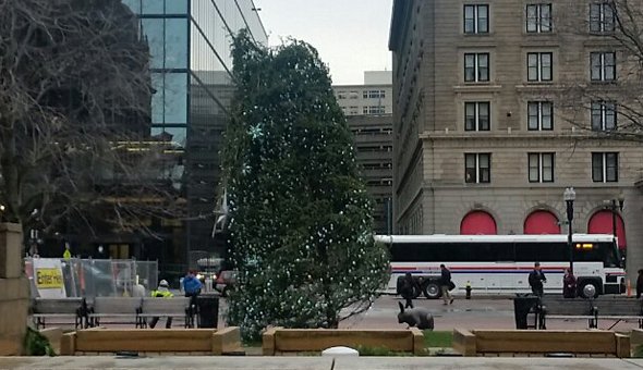 Cople Square Christmas tree