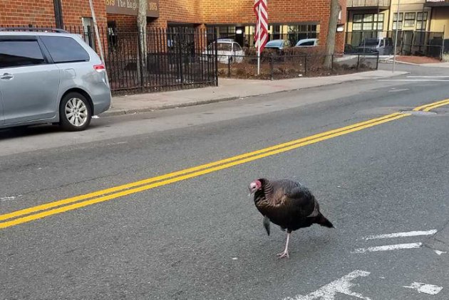 Cold turkey in Ashmont