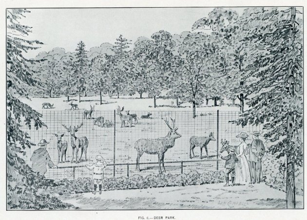 Deer park in old Boston