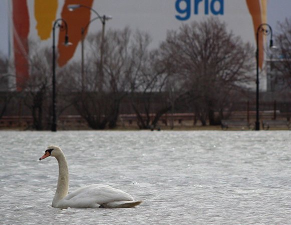 Swan in Dorchester