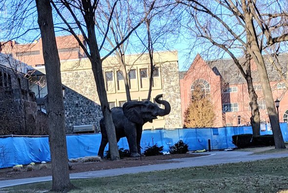 Loose elephant on Tufts University campus