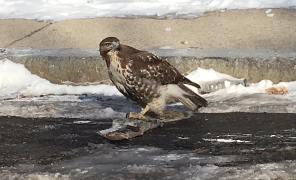 Hawk with squashed, frozen squirrel in Roxbury