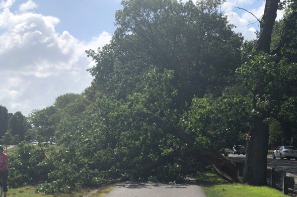 Tree falls to sidewalk along Memorial Drive in Cambridge