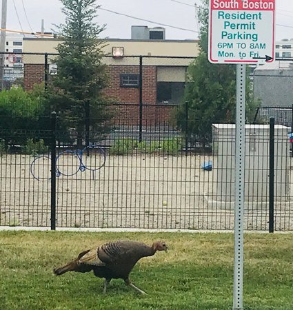 Turkey in South Boston