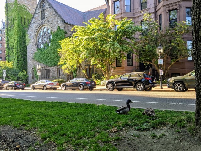 Ducks in the Back Bay