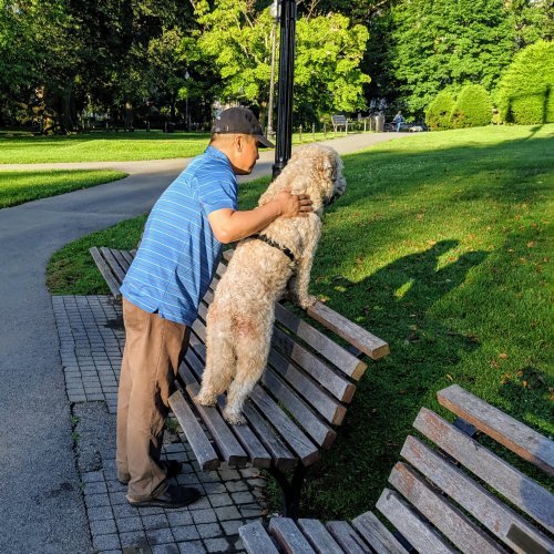 Dog in the Public Garden