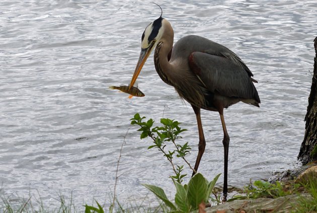 Heron with a fish snack at Jamaica Pond