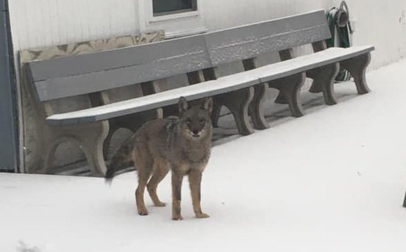 Coyote at Savin Hill Yacht Club