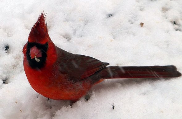 Cardinal in the snow in Hyde Park