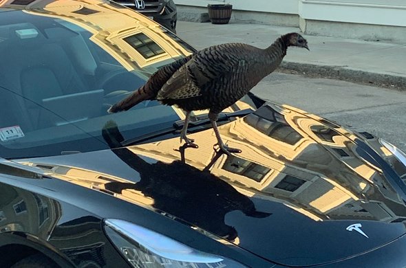 Turkey on a Tesla