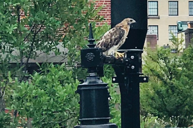 Falcon on Beacon Hill light fixture