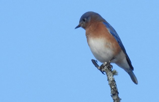 Bluebird at Millennium Park